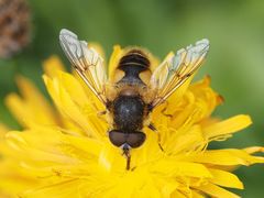 Eristalis jugorum