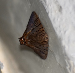 Eulepidotis merricki