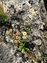 Erigeron philadelphicus provancheri