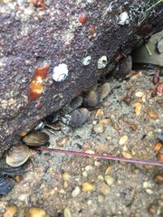 Mollusca