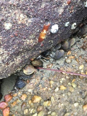 Mollusca
