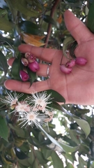 Syzygium paniculatum