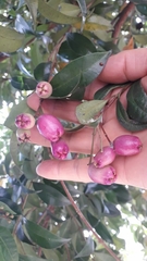 Syzygium paniculatum