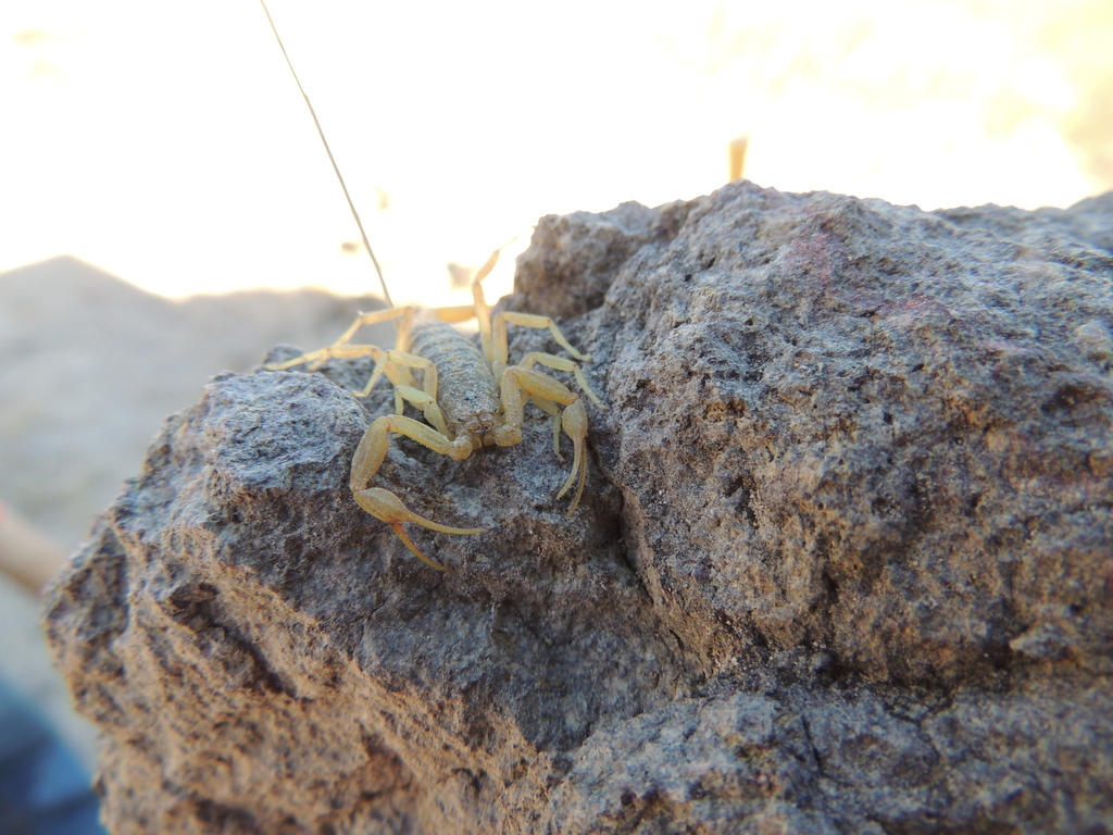 Centruroides lauriadnae