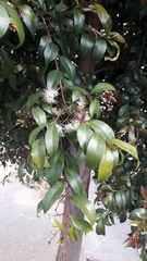 Syzygium paniculatum