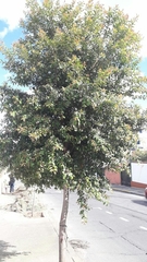 Syzygium paniculatum