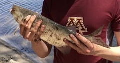 Hiodon alosoides
