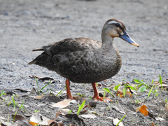 Anas platyrhynchos × zonorhyncha