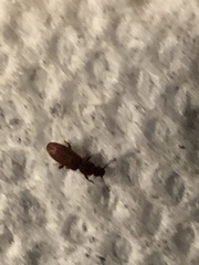 Oryzaephilus surinamensis