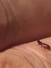 Oryzaephilus surinamensis