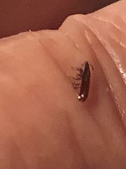 Oryzaephilus surinamensis