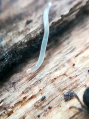 Microplana