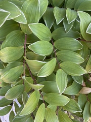 Polygonatum odoratum pluriflorum