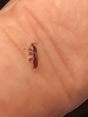 Oryzaephilus surinamensis