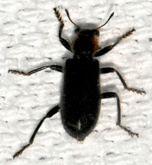 Placopterus thoracicus
