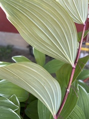 Polygonatum odoratum pluriflorum