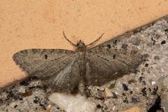 Eupithecia virgaureata