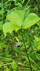Trillium cernuum