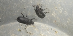 Tenebrio obscurus