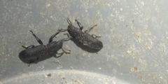 Tenebrio obscurus