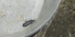Tenebrio obscurus