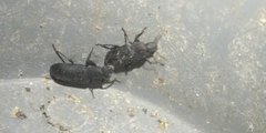 Tenebrio obscurus