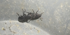 Tenebrio obscurus