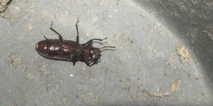 Tenebrio obscurus