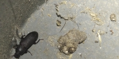 Tenebrio obscurus