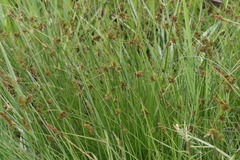 Carex unilateralis