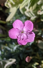Dianthus pungens brachyanthus