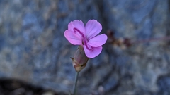 Dianthus pungens brachyanthus