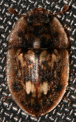 Lobiopa undulata
