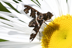 Exoprosopa dorcadion