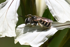 Halictus confusus