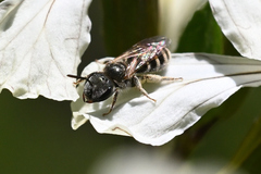Halictus confusus