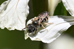 Halictus confusus