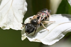 Halictus confusus