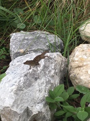 Anolis sagrei