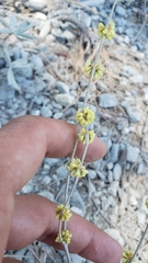 Eriogonum roseum