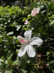 Hibiscus arnottianus