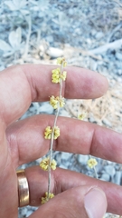 Eriogonum roseum