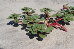 Amaranthus pumilus
