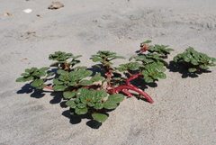 Amaranthus pumilus