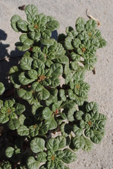 Amaranthus pumilus