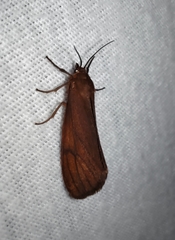 Virbia opella
