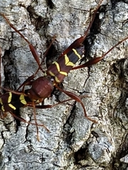 Neoclytus acuminatus