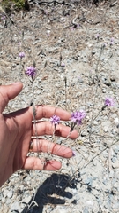 Lessingia leptoclada