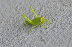 Acrididae