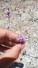 Lessingia leptoclada